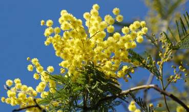 До +14°С и без осадков: синоптики рассказали о погоде на 8 Марта