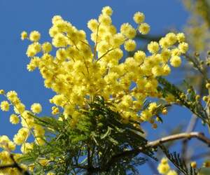 До +14°С и без осадков: синоптики рассказали о погоде на 8 Марта