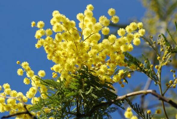 До +14°С и без осадков: синоптики рассказали о погоде на 8 Марта