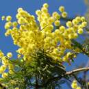 До +14°С и без осадков: синоптики рассказали о погоде на 8 Марта