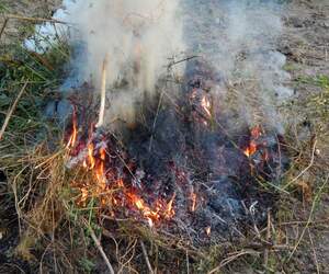 В Пинском районе с 4 по 14 марта будут проводиться работы по управляемому выжиганию сухой растительности