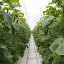 В Брестской области будут строить теплицы пятого поколения - с искусственным интеллектом