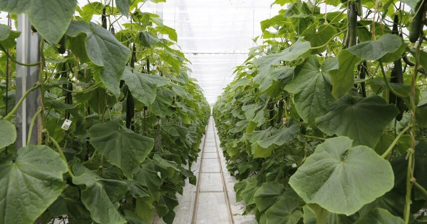 В Брестской области будут строить теплицы пятого поколения - с искусственным интеллектом