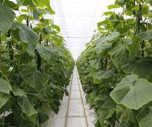 В Брестской области будут строить теплицы пятого поколения - с искусственным интеллектом