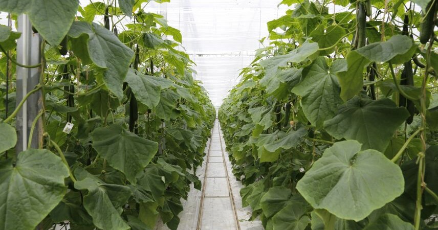 В Брестской области будут строить теплицы пятого поколения - с искусственным интеллектом