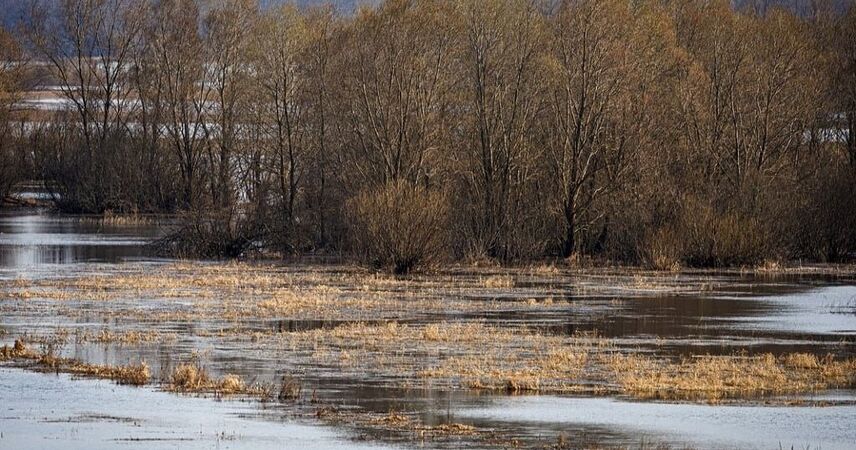 «Море Геродота» существует: в Припятском нацпарке стартовал пик весенних разливов