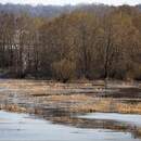 «Море Геродота» существует: в Припятском нацпарке стартовал пик весенних разливов
