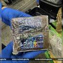 Почти 320 кг гашиша: крупную партию наркотиков изъяли белорусские таможенники