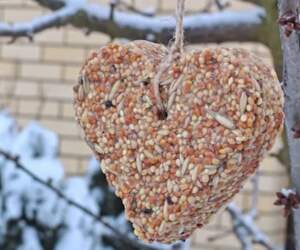 Пир для пернатых: жители Пинска помогают птицам пережить морозы
