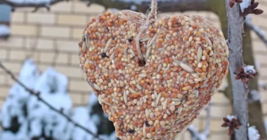 Пир для пернатых: жители Пинска помогают птицам пережить морозы