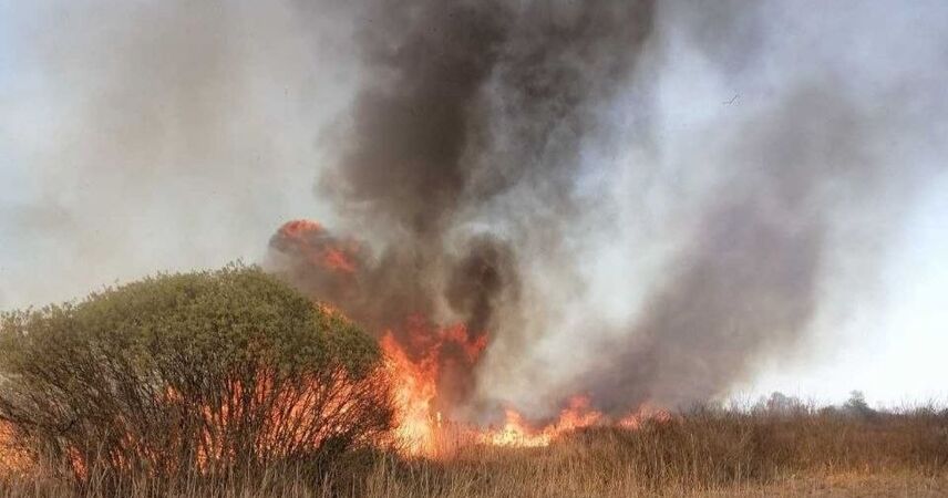 Более 30 человек 8 часов тушили лесной пожар в Столинском районе