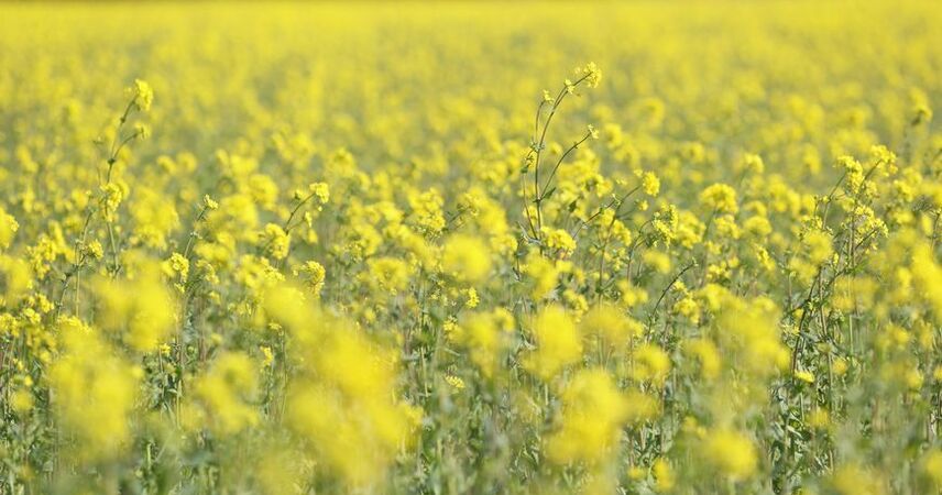 Желтый - хит сезона: юг Брестчины переоделся в золото
