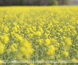 Желтый - хит сезона: юг Брестчины переоделся в золото
