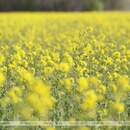 Желтый - хит сезона: юг Брестчины переоделся в золото