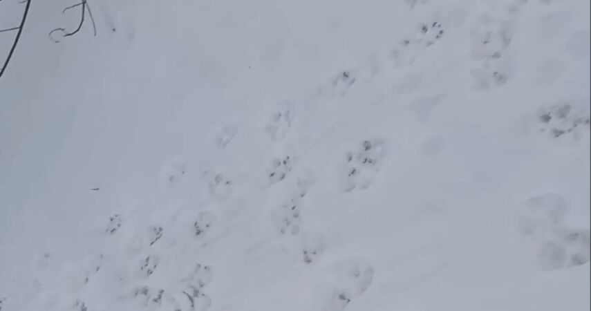 В Сети набирает популярность видео с волчьими тропами в Пинском районе
