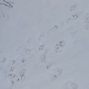 В сети набирает популярность видео с волчьими тропами в Пинском районе