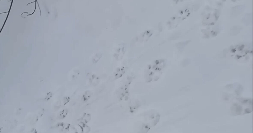 В Сети набирает популярность видео с волчьими тропами в Пинском районе