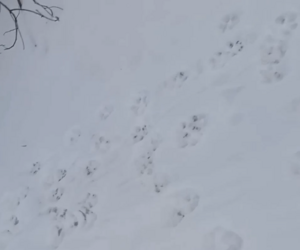 В Сети набирает популярность видео с волчьими тропами в Пинском районе