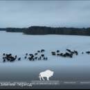 Большая перепись в пуще: сколько зубров сейчас живет в главном лесу Беларуси