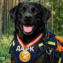 Пёс-спасатель Дарк из Беларуси победил в международном конкурсе с большим отрывом