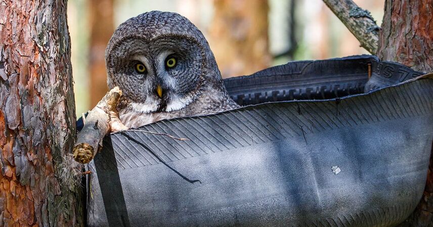 В 50 км от Пинска «кормят мышей» ради спасения редких сов: зачем ехать в Выгонощанское в марте?