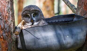 В 50 км от Пинска «кормят мышей» ради спасения редких сов: зачем ехать в Выгонощанское в марте?