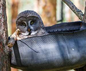 В 50 км от Пинска «кормят мышей» ради спасения редких сов: зачем ехать в Выгонощанское в марте?