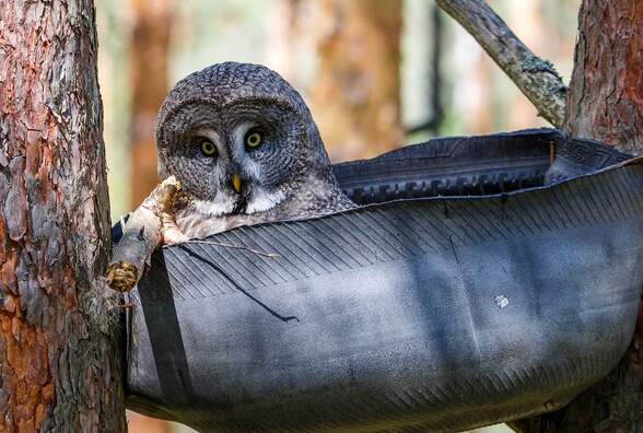 В 50 км от Пинска «кормят мышей» ради спасения редких сов: зачем ехать в Выгонощанское в марте?