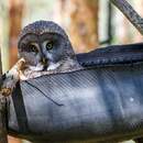 В 50 км от Пинска «кормят мышей» ради спасения редких сов: зачем ехать в Выгонощанское в марте?