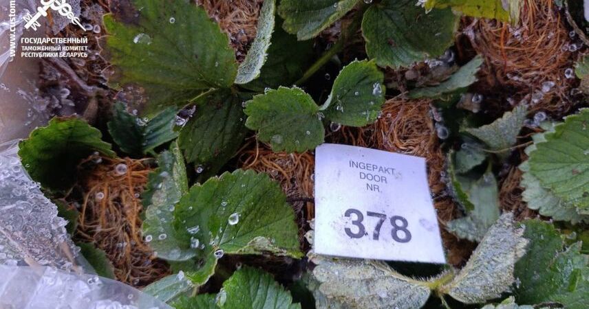 В Беларусь попытались ввезти партию из 85 тысяч саженцев земляники, занизив ее стоимость в 5 раз