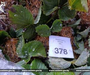 В Беларусь попытались ввезти партию из 85 тысяч саженцев земляники, занизив ее стоимость в 5 раз