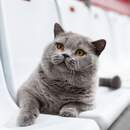 Британец из Беларуси вошел в тройку лидеров мирового рейтинга кошек WCF