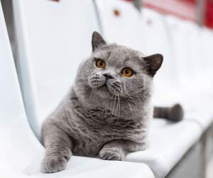 Британец из Беларуси вошел в тройку лидеров мирового рейтинга кошек WCF