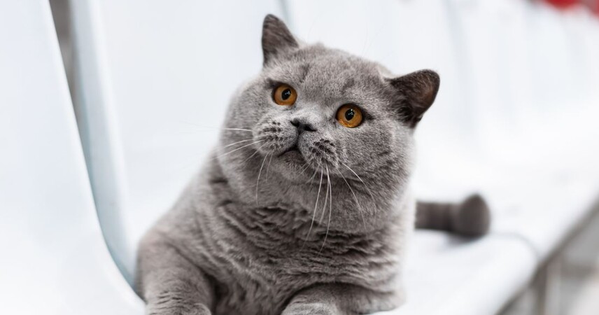 Британец из Беларуси вошел в тройку лидеров мирового рейтинга кошек WCF