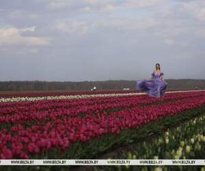 Белорусская Голландия под Иваново: цветочный фестиваль станет ежегодным