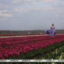 Белорусская Голландия под Иваново: цветочный фестиваль станет ежегодным