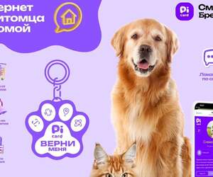 Новый способ найти пропавшего питомца: в Беларуси создали умный QR-брелок