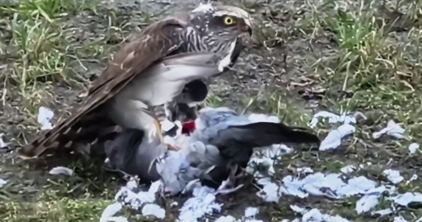 Редкий кадр: в Пинске ястреб атаковал голубя на глазах у прохожих