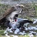 Редкий кадр: в Пинске ястреб атаковал голубя на глазах у прохожих