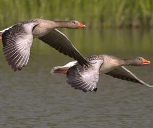 Сезон открывается: в Беларуси 14 марта стартует охота на гусей и селезней уток