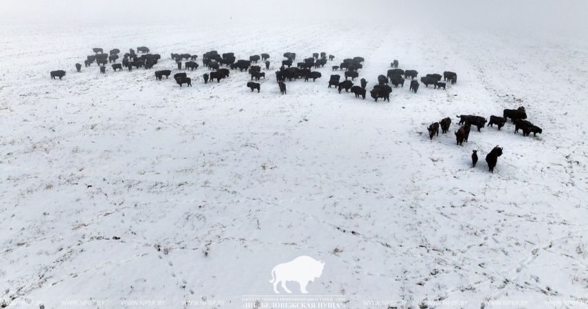В «Беловежской пуще» начали зимний подсчет зубров