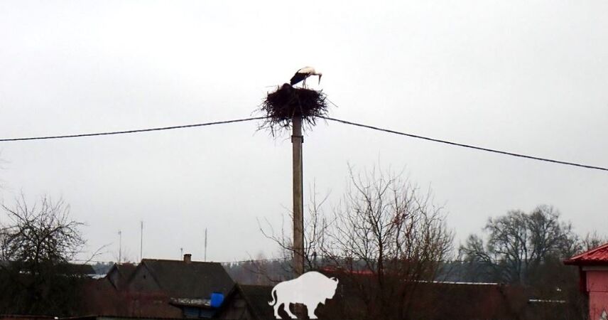 Аисты вернулись в Беловежскую пущу: фотофакт