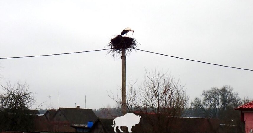 Аисты вернулись в Беловежскую пущу: фотофакт