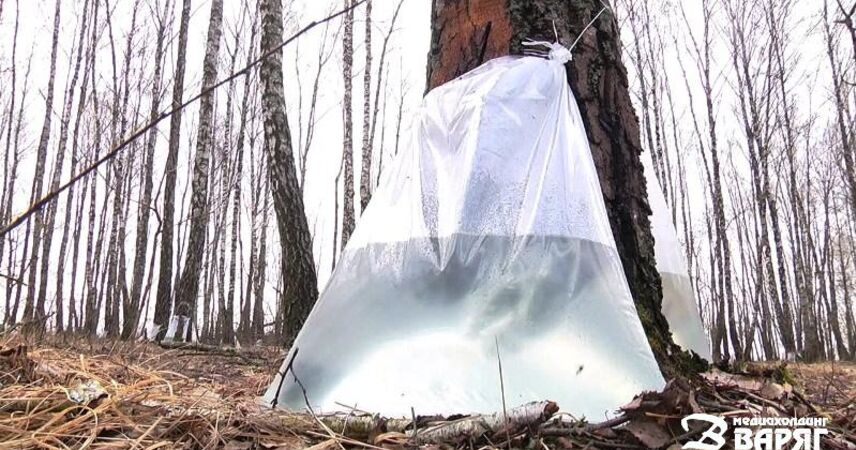 Сезон заготовки берёзового сока стартовал в Пинском районе