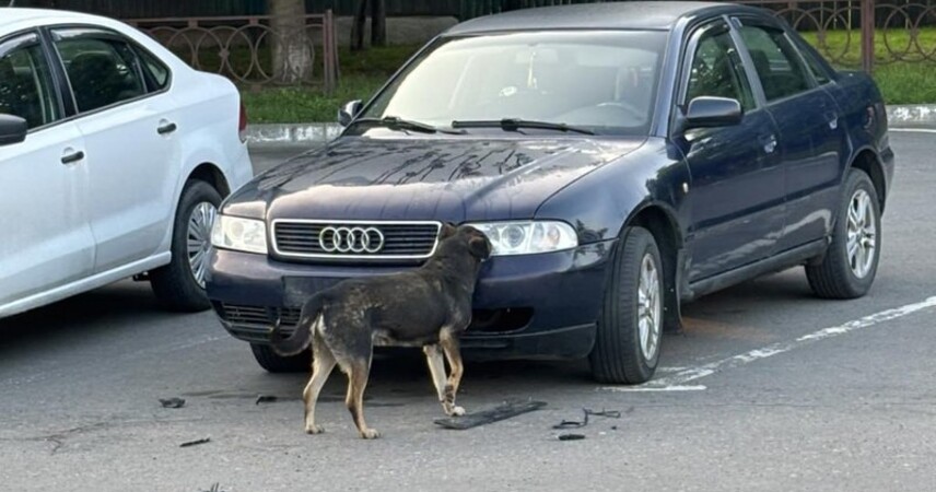 В Пинске - массовые случаи повреждения автомобилей бездомными собаками