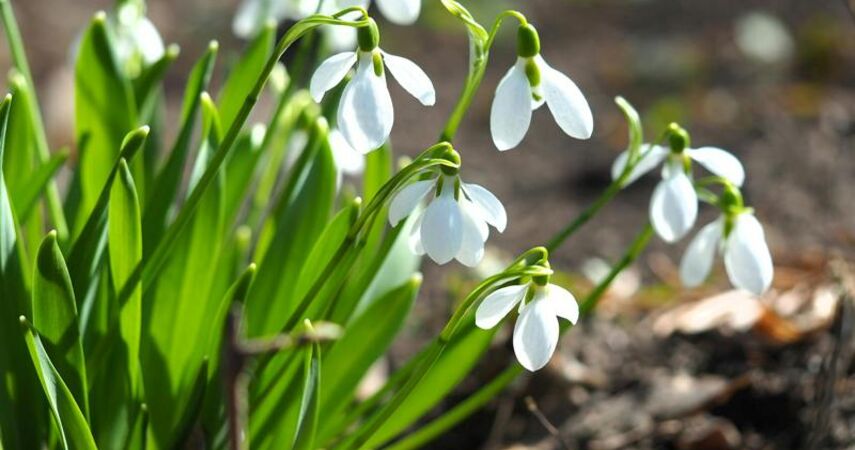 До +18°С ожидается на 8 Марта в Беларуси