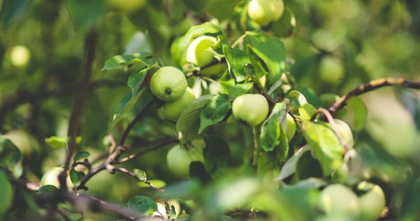 В Пинском районе введен карантин по американской белой бабочке