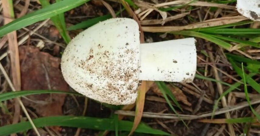 Съела «шампиньоны» с участка: 75-летняя жительница Дрогичинского района умерла от отравления