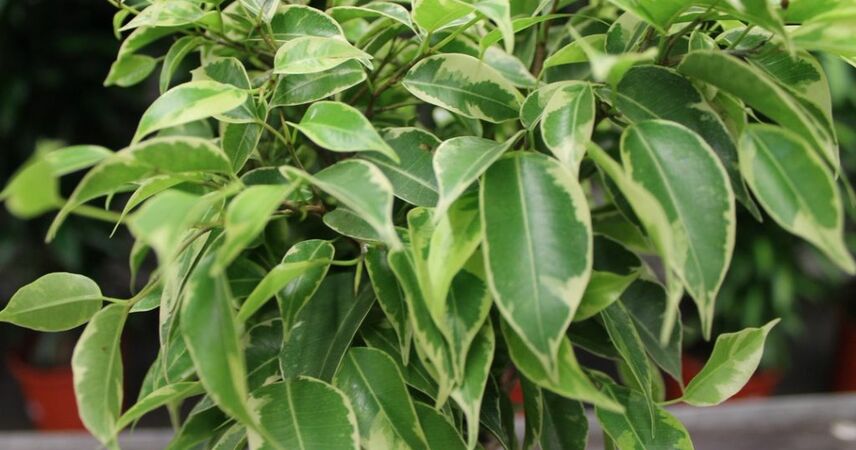 В объективе - фикус: в Пинске раскрыта 