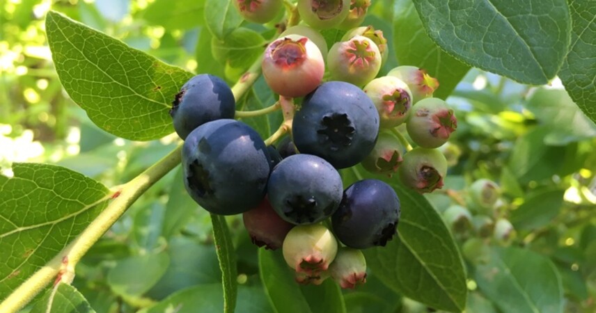 От 30 до 110 рублей в день: кто и как может подзаработать летом в Беларуси